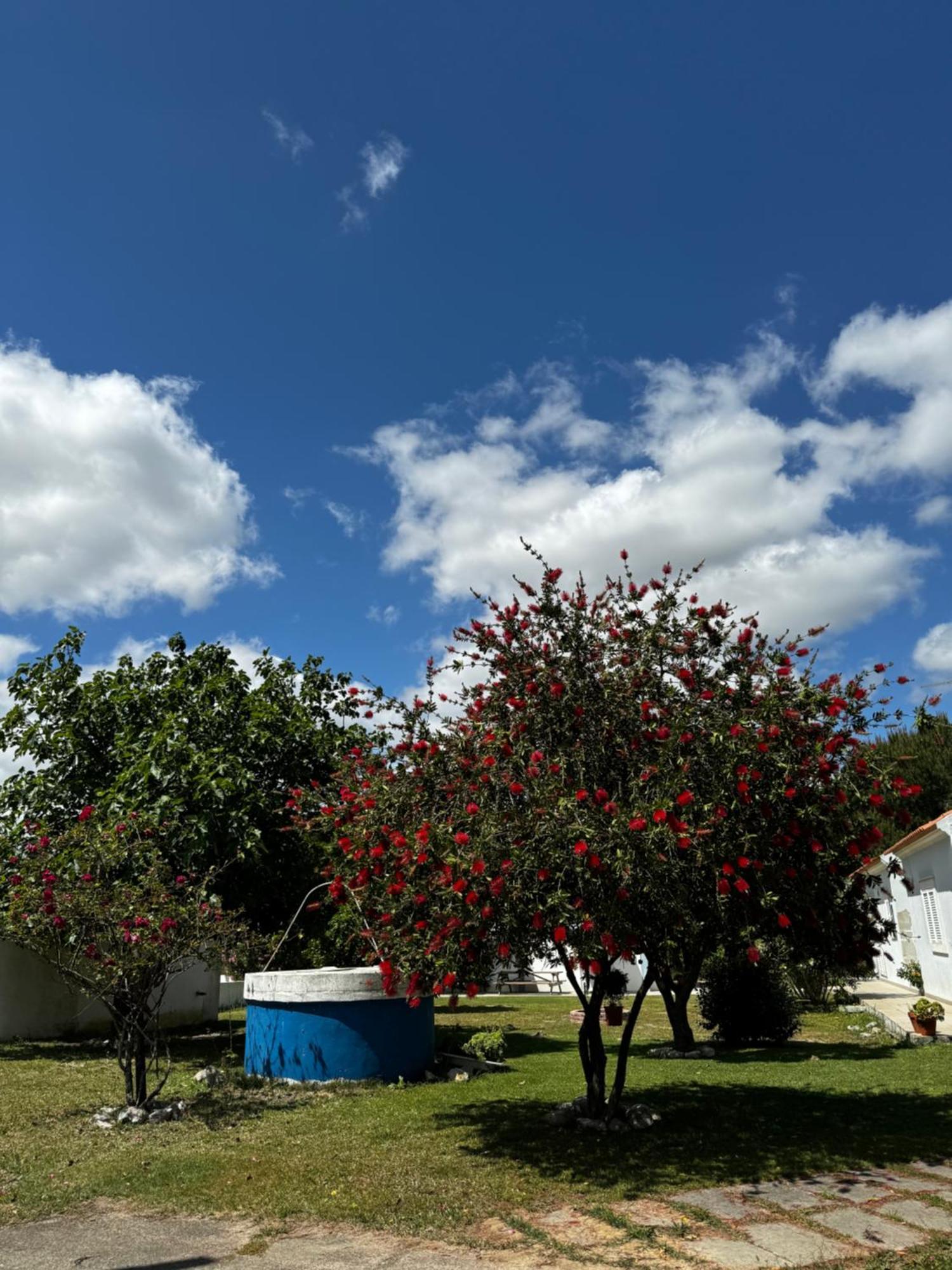 Na Quinta- alojamento rural com piscina de água salgada Poceirao Exterior foto